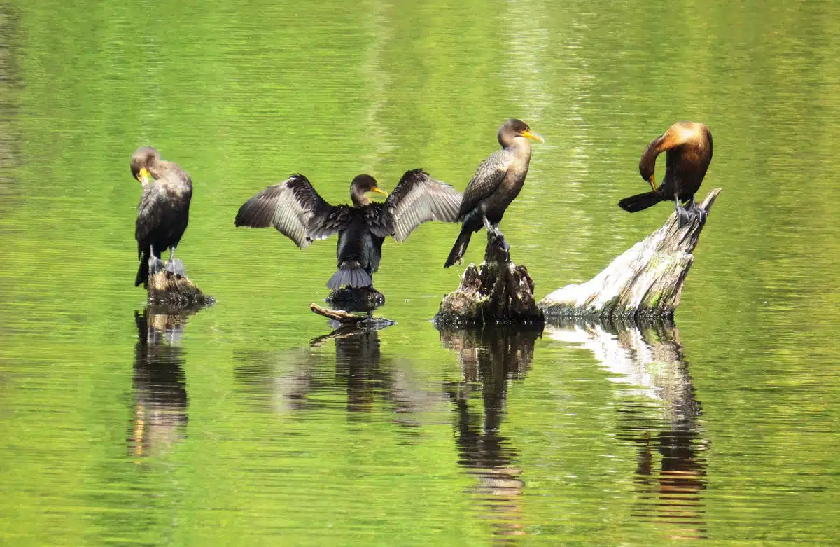 Double-crested cormorants gathered along the New York Great Lakes shoreline
