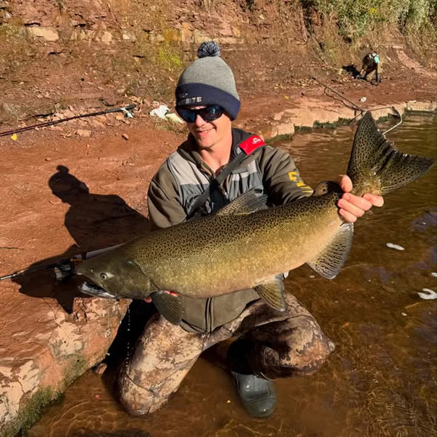 Angler kneeling in shallow tributary water while holding a mature king salmon in early fall