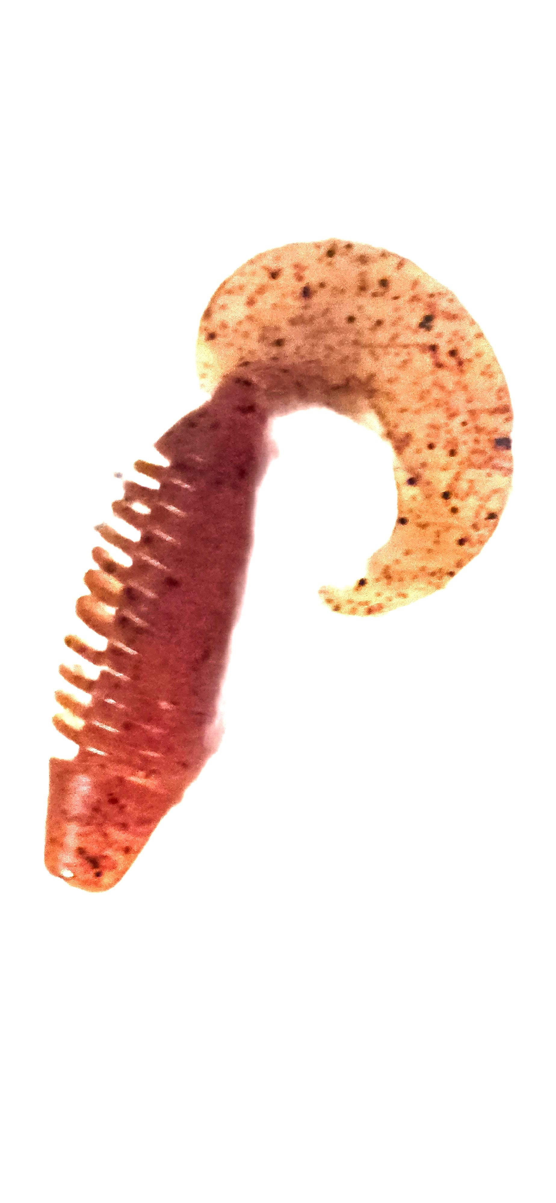 Screw Tail - Crimson (15-Pack) — soft plastic fishing bait