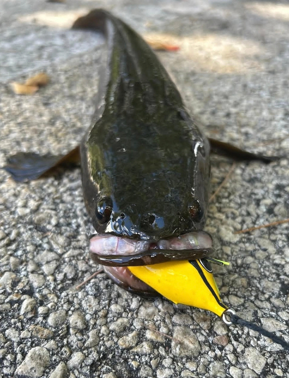 Swamp Walker - custom fishing lure, view 5