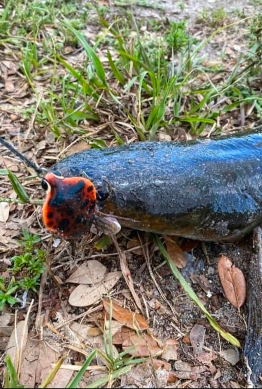 King Cobra - custom fishing lure